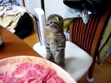 Cute Scottish Fold kitten standing on 2 feets
