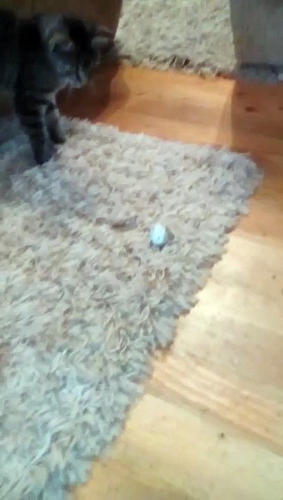 Funny football with small boll.