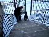 Dog walks up stairs on hind legs