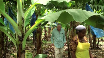 Nick Hewer backs Fairtrade for banana farmers