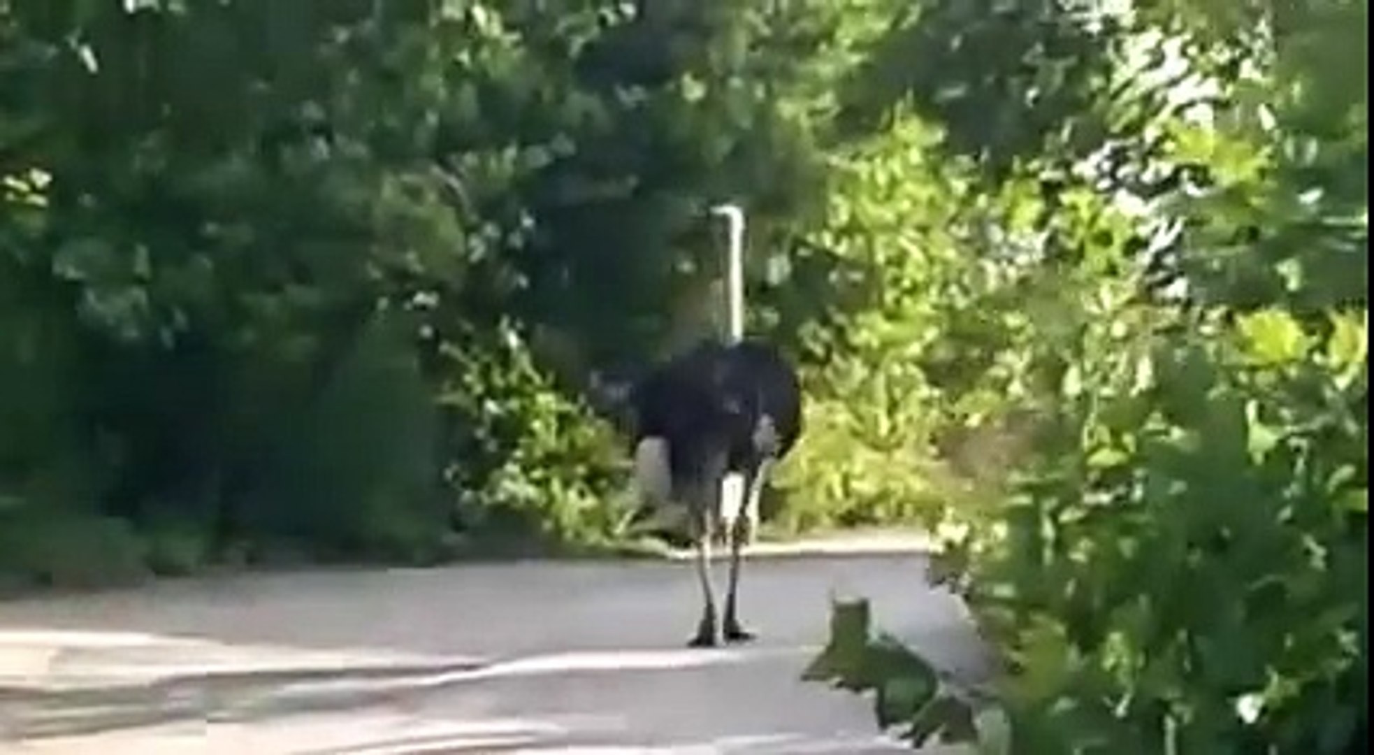 Ostrich running on the street