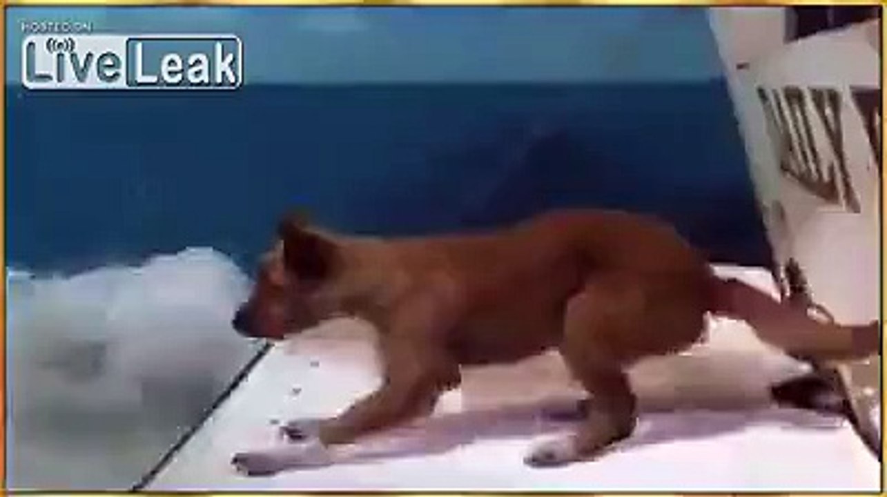 my dog
