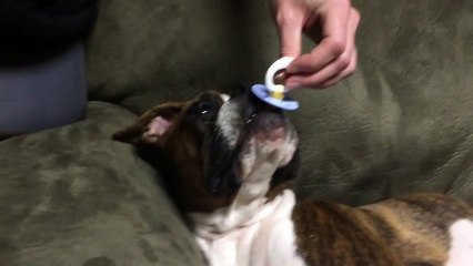 Pacifier puts dog to sleep