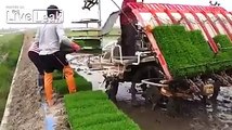 Amazing Video of Rice cultivation