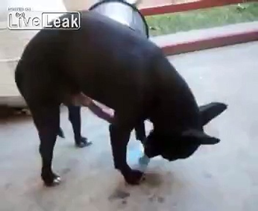 lucky dog