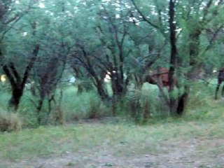 Deafening Cicadas in Arizona