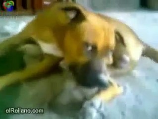 Tortoise Bites Dogs Balls