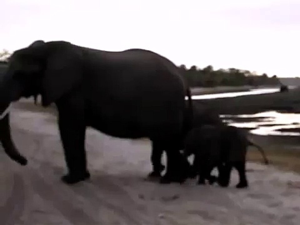 elephant sneezes