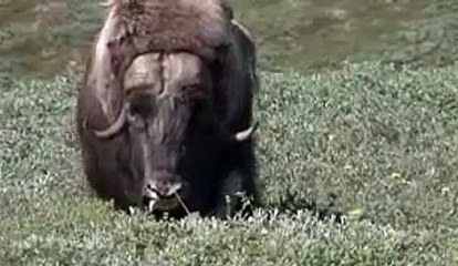 Musk ox Charge