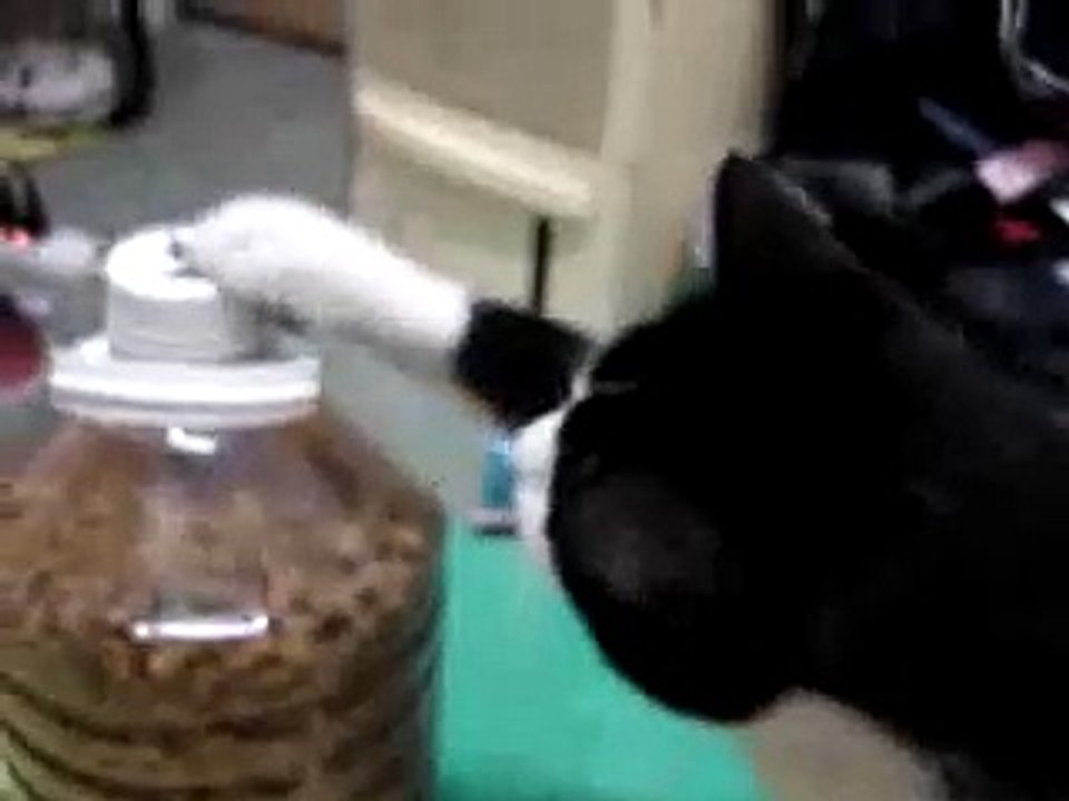 Smart Cat
