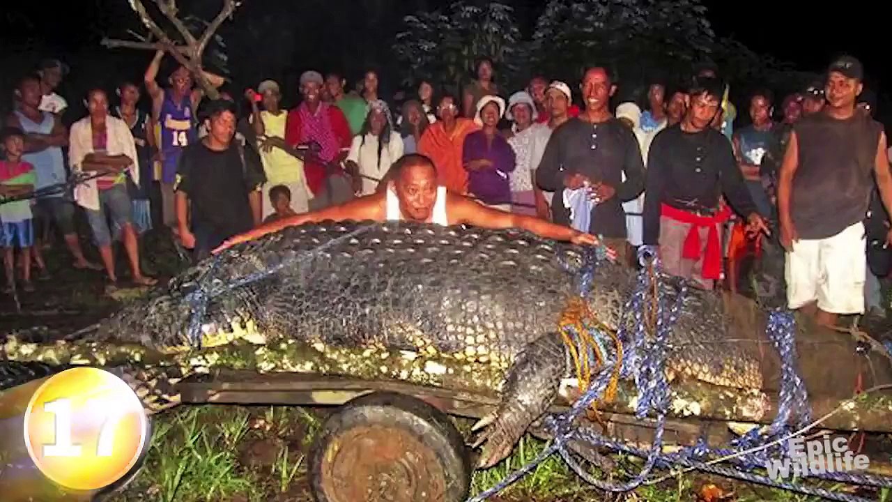 World's 20 Largest Animals