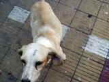 MALTRATO ANIMAL EN TALCAHUANO CHILE OCTAVA REGION ABUSO DOG