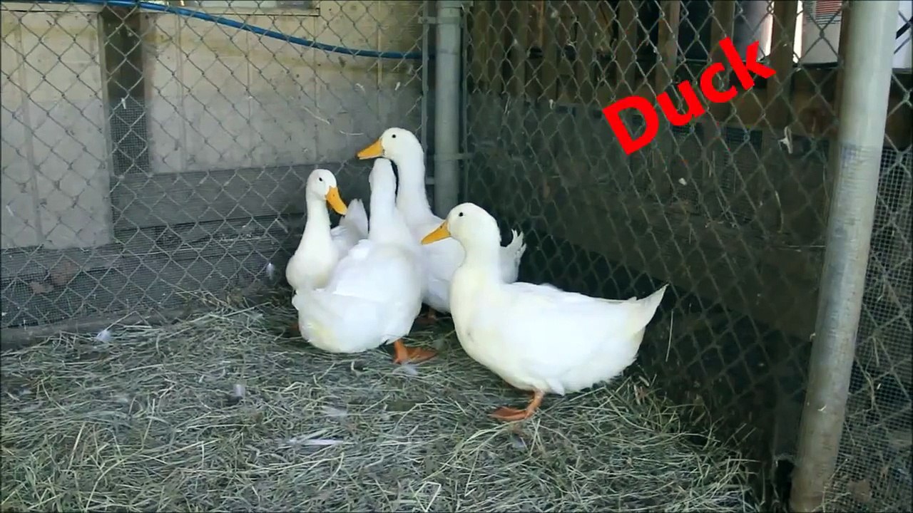 Duck Quacking Sound Effect Loudly Noises Song Voice Funny Cartoons Fx