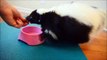 Domesticated Skunk Is Fed by Doting Owner