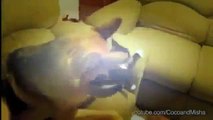 Dogs Annoying Cats With Friendship
