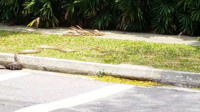 Combat entre un python et un cobra royal.... Battle de reptiles en pleine rue à Singapour