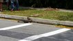 Python fights against King Cobra in the streets! Reptile Battle In Singapore