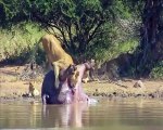 Dead hippo explodes and scares off a pride of lions!