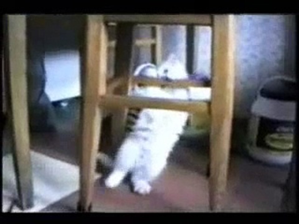 crazy cats - allstars (smash mouth)