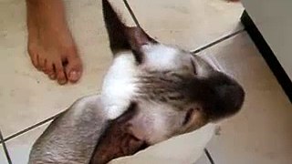 Hungry hungarian siamese cat