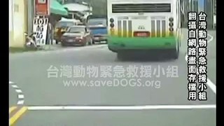 【動物救援小組】遊覽車南投豐丘路段撞狗案紀錄影像 (翻攝網路影片)
