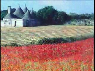 الفحل العالمي ( انزو ) Enzo Arabian Horse