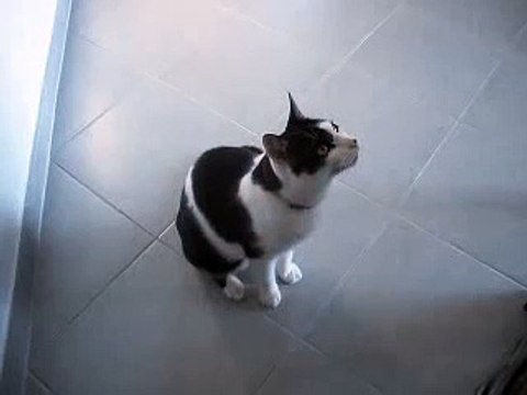 Chat qui parle en claquant des Dents Tres DroLe