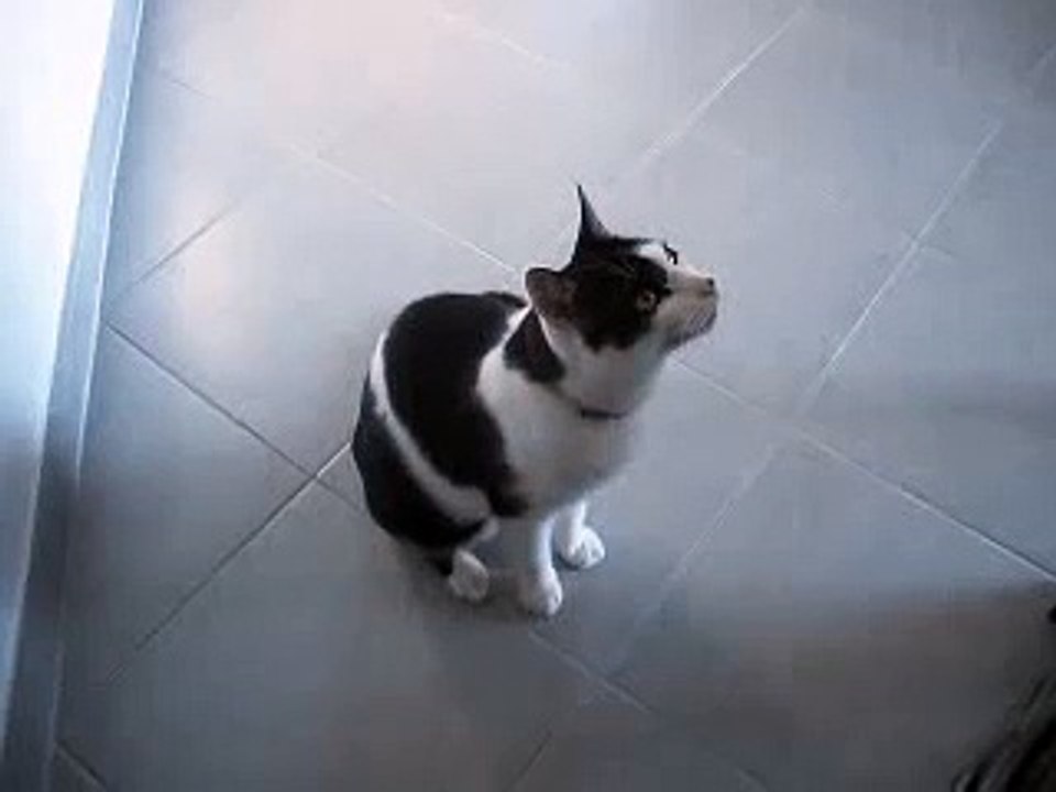 Chat qui parle en claquant des Dents Tres DroLe