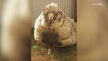 5-year-old sheep loses half its body weight when its shorn for the first time