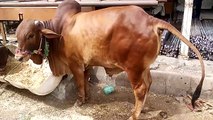 Sahiwal Bachra Cow Mandi 2015 Karachi