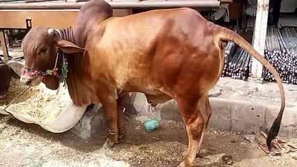 Sahiwal Bachra Cow Mandi 2015 Karachi