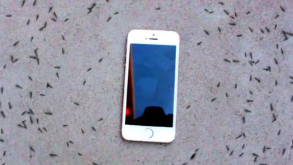 La réaction hallucinante de fourmis autour d'un Iphone