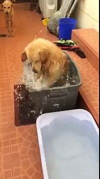 Un chiot content de prendre un bain