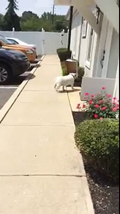 Un bulldog anglais avec une boîte dans la gueule