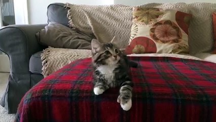 Un chaton danse sur « Uptown Funk »