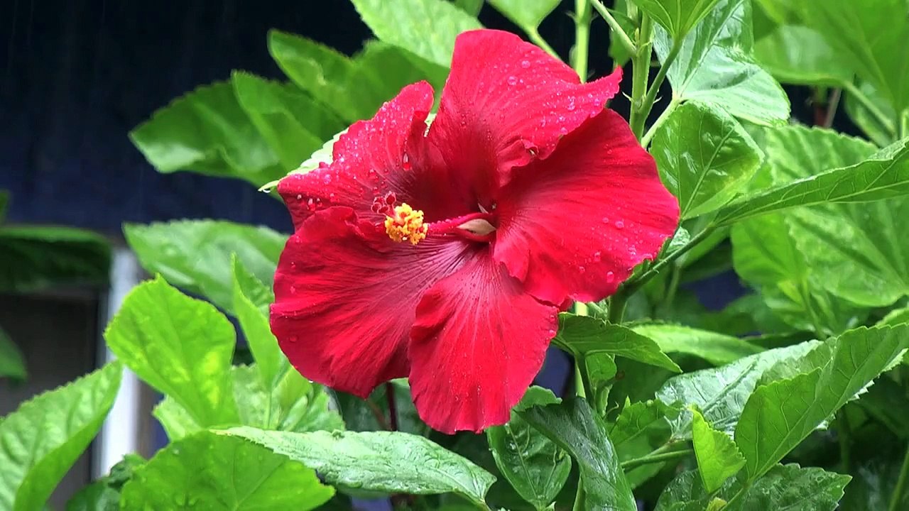 Rain 1
