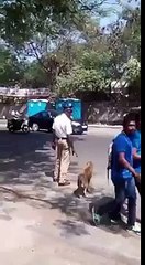 Heart-touching Video: Traffic cop helps dog cross a busy road