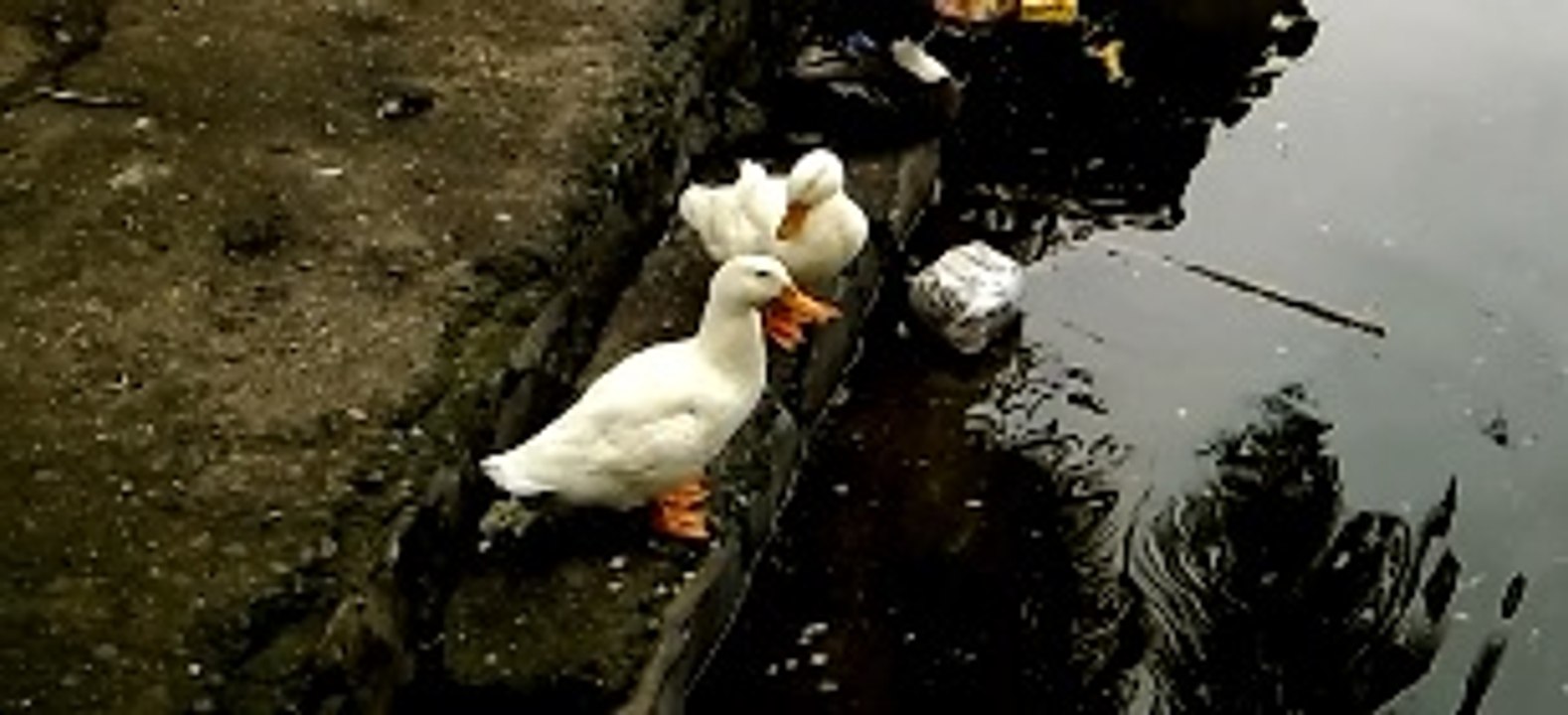 White Duck Bird Couple Enjoying Near By Lake Nature Documentary HD Bird Planet Discovery
