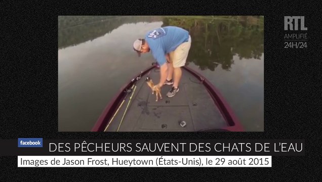 Deux pêcheurs sauvent des chats de l'eau