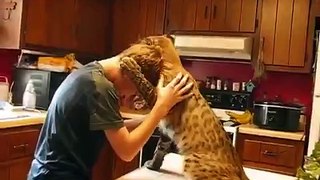 Bobcat Uses Boy as a Scratching Post