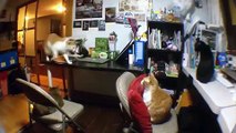 Taiwanese Cats Are Excited for Food
