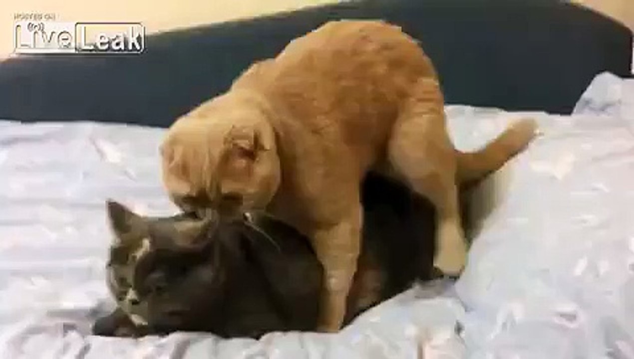 Ridiculous cats mating - Panic Attack (Loud Sound)