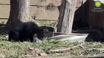 Adorable bear cubs make their zoo debut