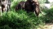 Close Encounter With an Elephant in Kenya