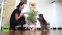 Russia: Meet Fedor, Russia's famous pet raccoon