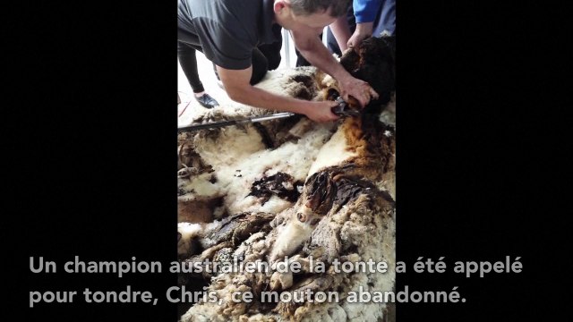 Chris le mouton errant a été sauvé et a perdu 40 kg (de laine)