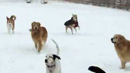 Happy Daycare Doggies Play in the Snow
