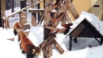 Red Pandas Love Playing in the Snow