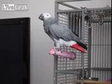 Parrot sings James Bond