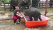 Adorable Baby Elephant Slips and Slides in Tiny Bathtub